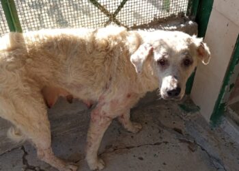 Cani abbandonati in condizioni critiche: salvati da un intervento delle guardie zoofile