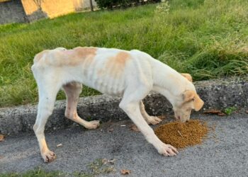 Sant’Arsenio: “Qua la zampa effe” chiede al Comune di modificare l’avviso che vieta di alimentare i cani randagi