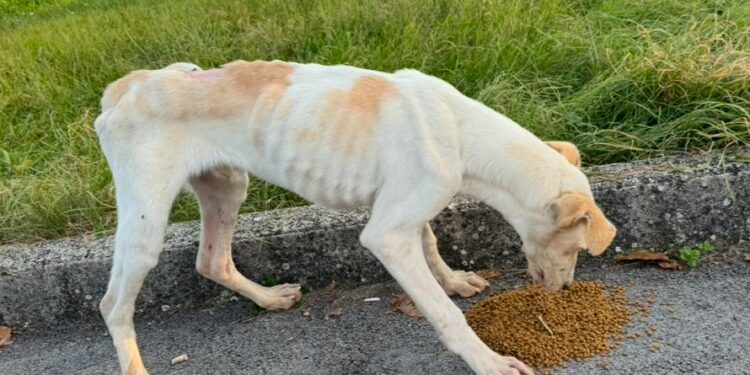 Sant’Arsenio: “Qua la zampa effe” chiede al Comune di modificare l’avviso che vieta di alimentare i cani randagi