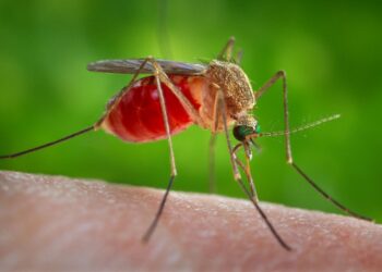 Aumentano i casi di West Nile in Campania. De Luca: “Situazione sotto controllo”