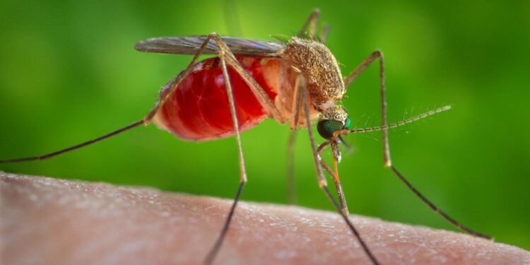 Aumentano i casi di West Nile in Campania. De Luca: “Situazione sotto controllo”