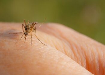 Nessun caso di West Nile e nessuna zanzara infetta in provincia di Salerno