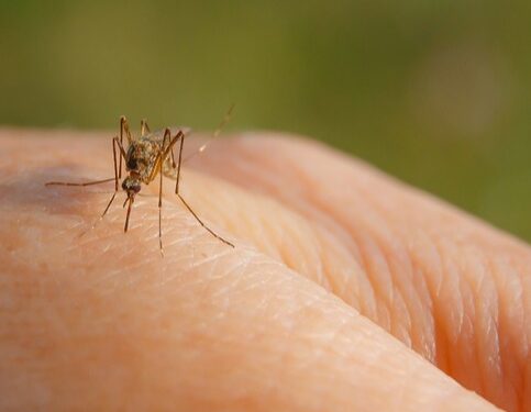 Nessun caso di West Nile e nessuna zanzara infetta in provincia di Salerno