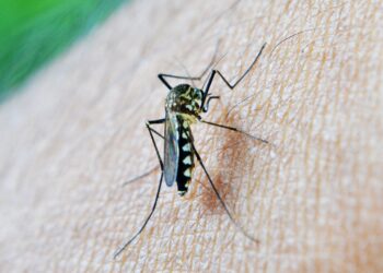 West Nile Virus: nessun focolaio in Basilicata, ma la guardia resta alta