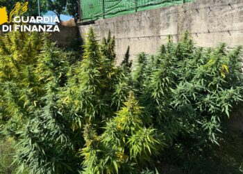 Fisciano, scoperta piantagione di cannabis: due arresti in flagranza