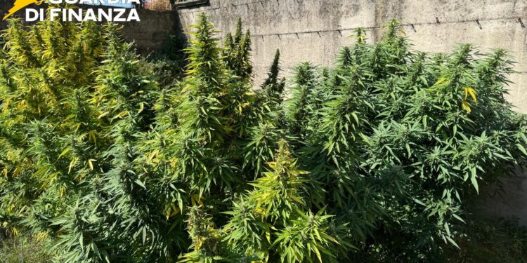 Fisciano, scoperta piantagione di cannabis: due arresti in flagranza