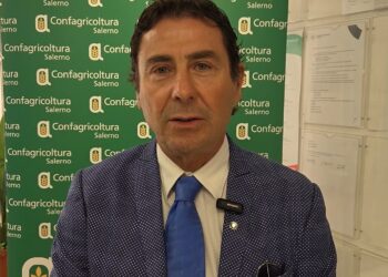 Emergenza cinghiali nel Parco del Cilento, Vallo di Diano e Alburni. Confagricoltura: “I danni non sono più tollerabili”