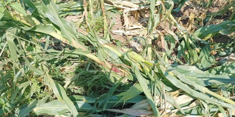 Montesano sulla Marcellana, campo di granturco distrutto dai cinghiali. La denuncia di un’imprenditrice agricola