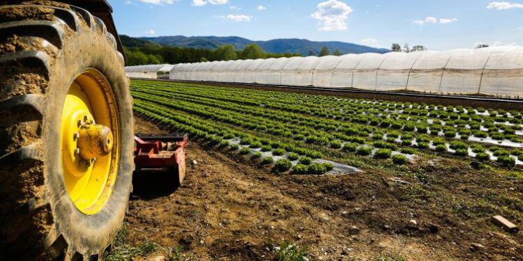 In Basilicata 9 milioni di euro per l’insediamento di nuovi agricoltori over 40