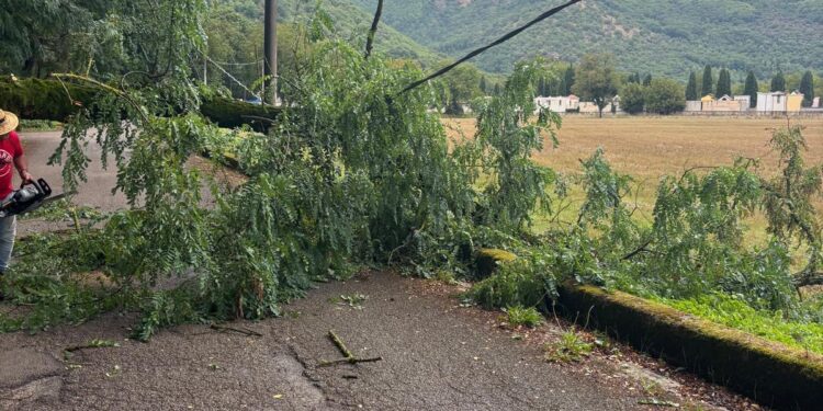 Maltempo: cade un albero nei pressi del cimitero di Sant’Arsenio 