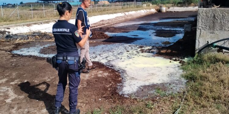 Capaccio, smaltiva illegalmente i reflui del caseificio: imprenditore denunciato da Polizia Locale e Guardie Accademia Kronos
