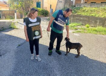 Oliveto Citra, cuccioli abbandonati e animali dati in premio: denunciate due persone