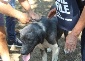 Bracigliano: liberati cani maltrattati a catena. Uno di loro era scomparso da oltre un anno: restituito ai proprietari