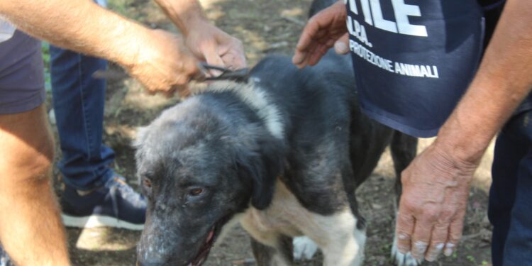 Bracigliano: liberati cani maltrattati a catena. Uno di loro era scomparso da oltre un anno: restituito ai proprietari