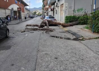 Tragedia sfiorata a Salerno: grosso albero cade a pochi passi dalla metro