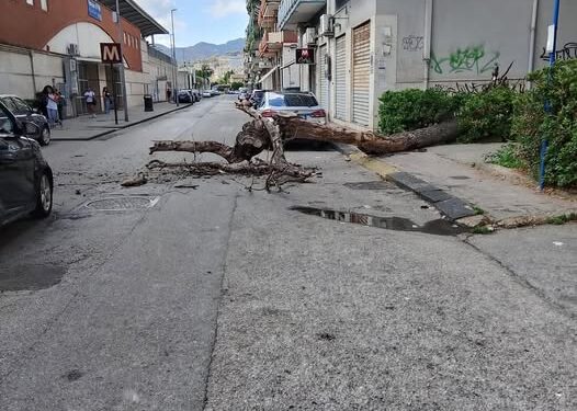 Tragedia sfiorata a Salerno: grosso albero cade a pochi passi dalla metro