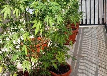 Battipaglia, coltivava marijuana sul balcone: arrestato 45enne dalla Polizia di Stato
