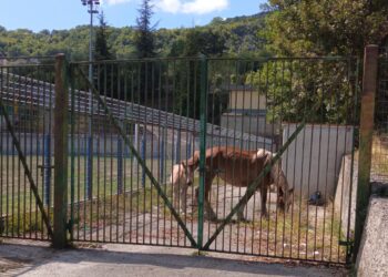 Monte San Giacomo, ancora cavalli vaganti: sequestrati 2 adulti ed un puledro