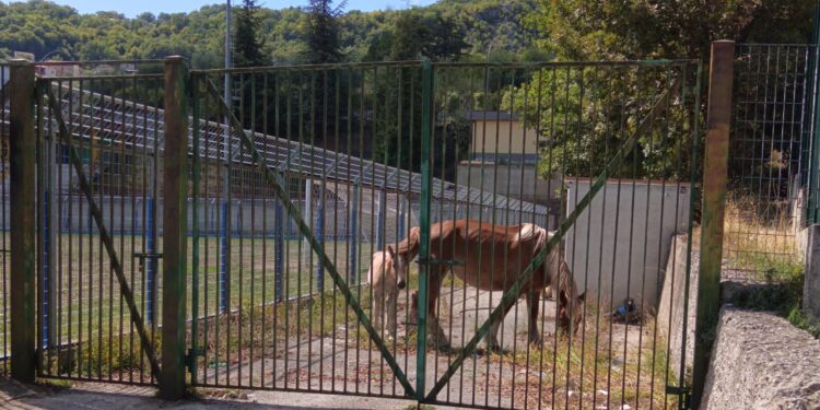 Monte San Giacomo, ancora cavalli vaganti: sequestrati 2 adulti ed un puledro