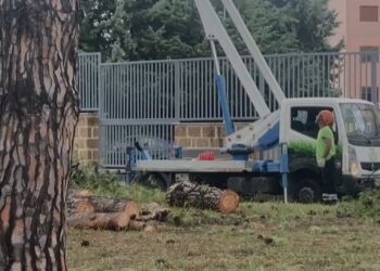 Salerno, albero crolla su due auto: paura in centro. Proprio oggi parte il piano di manutenzione del verde