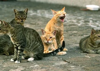 Pontecagnano Faiano. Vivevano con 180 gatti in un appartamento