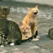 Pontecagnano Faiano. Vivevano con 180 gatti in un appartamento