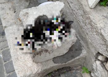 Teggiano, gatti avvelenati nel quartiere: la denuncia di una cittadina