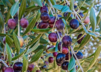 Qualità eccellente e rese nella media per l’annata olivicola in Campania