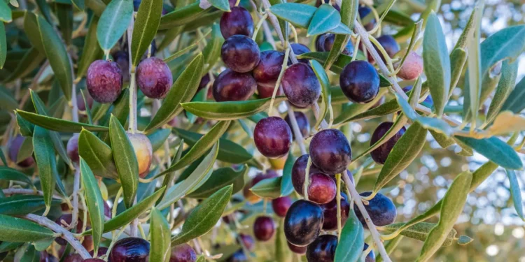 Qualità eccellente e rese nella media per l’annata olivicola in Campania