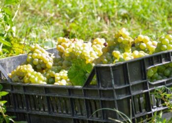 Vino campano in crisi: manca manodopera, vendemmie a rischio