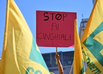 Cinghiali. Coldiretti Basilicata lancia l’allarme: “Non abbiamo più tempo, serve piano straordinario di gestione”