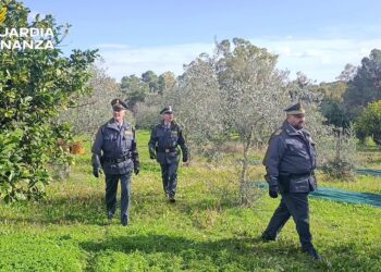 Basilicata. Contributi non versati ai braccianti: 30 imprenditori agricoli denunciati lungo la costa jonica