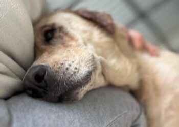 Dolce come il suo nome: la rinascita di Miele, la labrador salvata sull’A2 del Mediterraneo