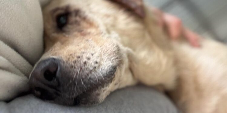 Dolce come il suo nome: la rinascita di Miele, la labrador salvata sull’A2 del Mediterraneo