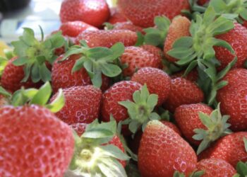 Fragola della Basilicata ottiene il marchio Igp: nuovo traguardo per l’agroalimentare italiano