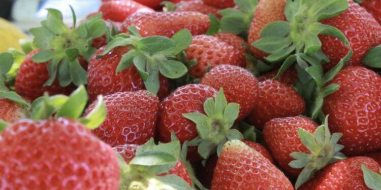 Fragola della Basilicata ottiene il marchio Igp: nuovo traguardo per l’agroalimentare italiano