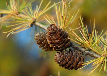 Ruba pigne lungo viale delle Olimpiadi a Eboli: denunciato imprenditore agricolo di Capaccio
