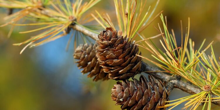 Ruba pigne lungo viale delle Olimpiadi a Eboli: denunciato imprenditore agricolo di Capaccio