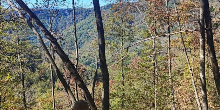 Cercatore di funghi cade in un dirupo, salvato dopo una notte di ricerche ad Acerno