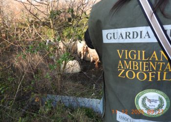 Maltrattamenti e abbandoni di animali: l’allarme delle Guardie Zoofile Accademia Kronos