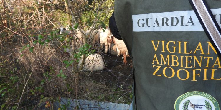 Maltrattamenti e abbandoni di animali: l’allarme delle Guardie Zoofile Accademia Kronos