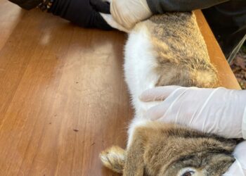 Ritorno della Lepre Italica dalla foresta Cerreta Cognole al Partenio: una nuova speranza per la biodiversità della Campania