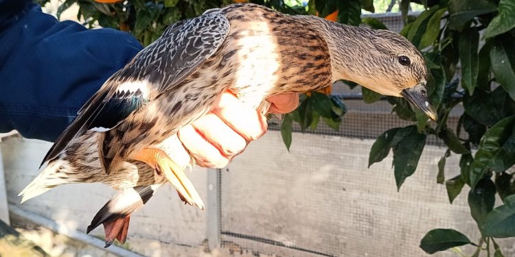 Carabinieri Forestali, Guardie ENPA e Guardie AK denunciano imprenditore per illecita detenzione di avifauna protetta ad Eboli