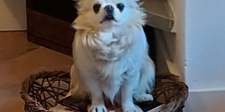 Incidente sull’A2 a Lagonegro Nord: cane scappa dopo lo schianto. L’appello urgente dei proprietari ricoverati in ospedale 