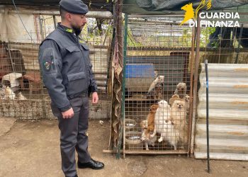 Campania, allevamento abusivo di cani: 43 animali in gabbia e un giro d’affari da 50 mila euro