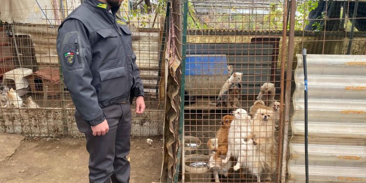 Campania, allevamento abusivo di cani: 43 animali in gabbia e un giro d’affari da 50 mila euro