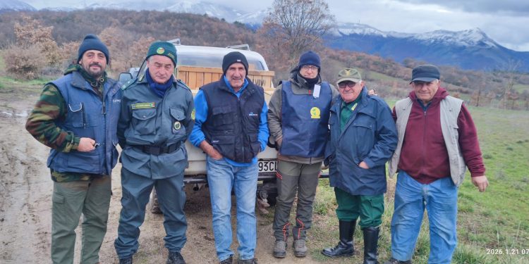 Ripopolamento di lepri in diversi comuni del Vallo di Diano