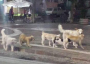 “Troppi cani randagi nel Vallo di Diano. Si rischia di ritornare all’emergenza di 10 anni fa”. L’allarme di Qua La Zampa Effe