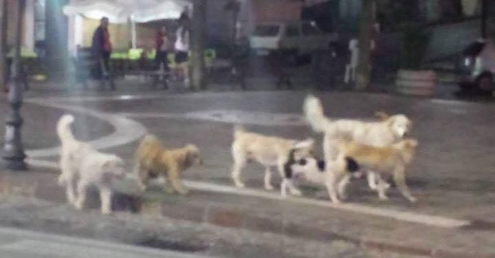 “Troppi cani randagi nel Vallo di Diano. Si rischia di ritornare all’emergenza di 10 anni fa”. L’allarme di Qua La Zampa Effe