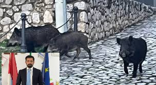 Cinghiali nel centro di Auletta. Il sindaco Antonio Caggiano: “È necessario un intervento tempestivo”